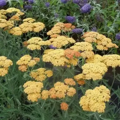 ACHILLEA 'Terracotta' - image 3