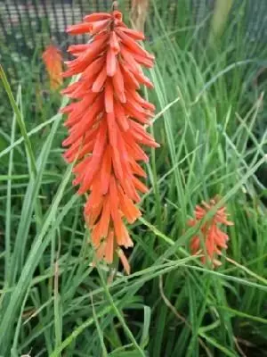KNIPHOFIA 'Nancy's Red'