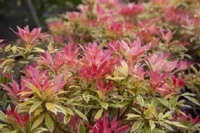 PIERIS 'Flaming Silver'