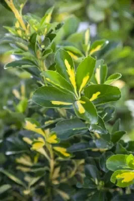 EUONYMUS japonicus 'Aureus'