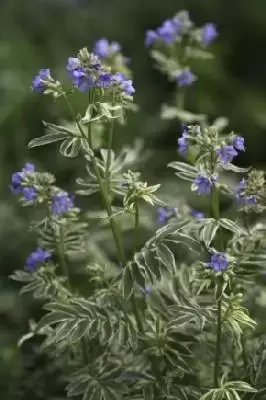 POLEMONIUM caeruleum 'Brise d'Anjou'