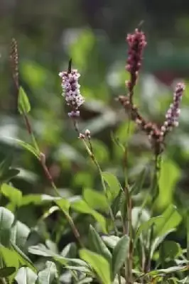 BISTORTA affinis 'Darjeeling Red'