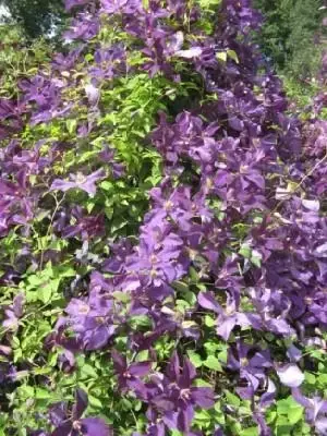 CLEMATIS 'Polish Spirit'