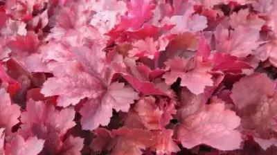 HEUCHERA 'Cherry Cola'