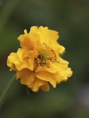 GEUM 'Lady Stratheden'