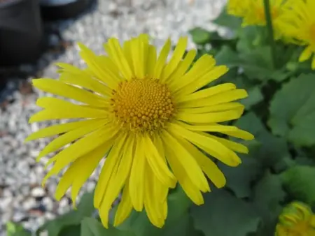 DORONICUM 'Little Leo'