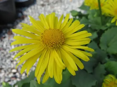 DORONICUM 'Little Leo'