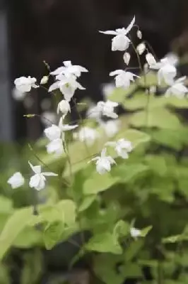 EPIMEDIUM x youngianum 'Niveum' - image 1