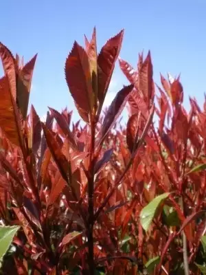 PHOTINIA x fraseri 'Red Robin'