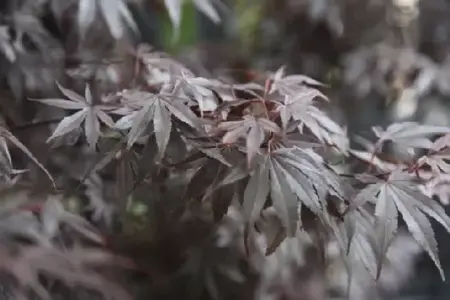 ACER palmatum 'Fireglow'