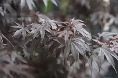 ACER palmatum 'Fireglow'