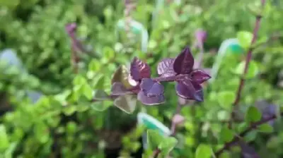 LONICERA nitida 'Red Tips'