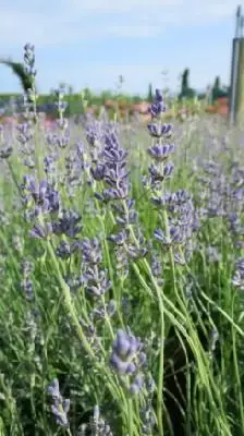 LAVANDULA angustifolia 'Munstead'
