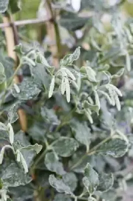 GARRYA elliptica