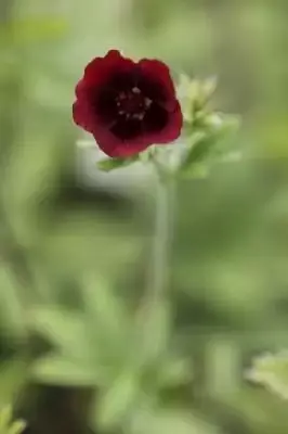 POTENTILLA 'Monarch's Velvet'