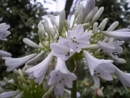 AGAPANTHUS 'Windsor Grey' - image 1