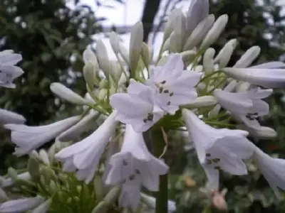 AGAPANTHUS 'Windsor Grey' - image 1