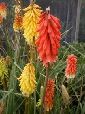 KNIPHOFIA 'Flamenco'