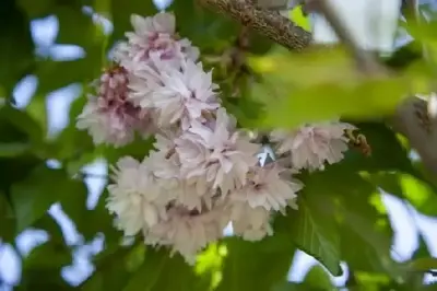 PRUNUS subhirtella 'Autumnalis Rosea'