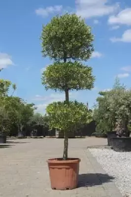 OLEA europaea Topiary