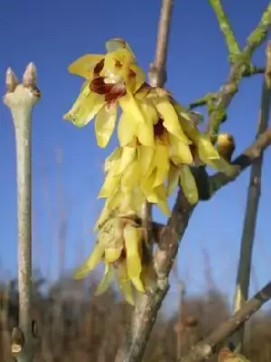 CHIMONANTHUS praecox