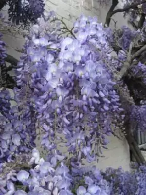 WISTERIA sinensis - image 1