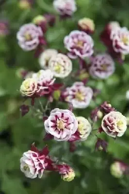 AQUILEGIA vulgaris 'Winky Red & White Double'