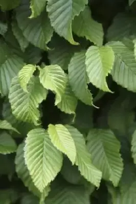 CARPINUS betulus 'Monumentalis' - image 3