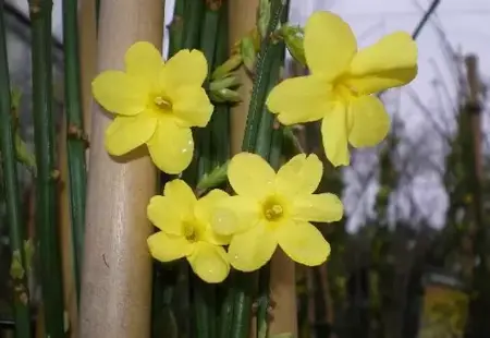 JASMINUM nudiflorum