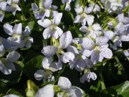 VIOLA 'Freckles'