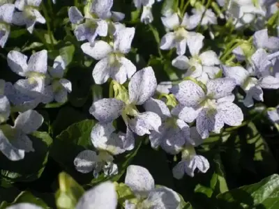 VIOLA 'Freckles'
