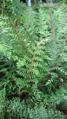 POLYSTICHUM setiferum 'Herrenhausen'