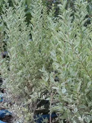 LIGUSTRUM ovalifolium 'Argenteum'