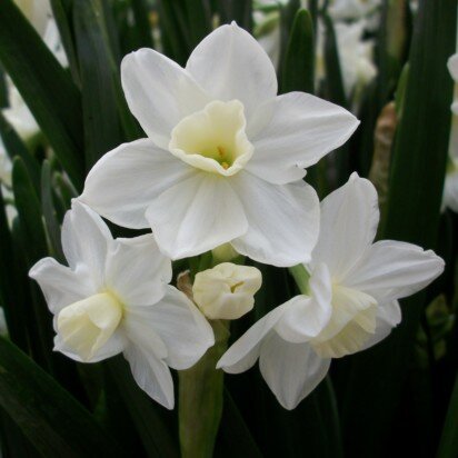 Narcissus 'Silver Chimes'