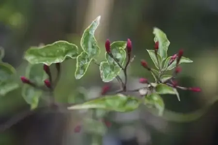 JASMINUM officinale affine