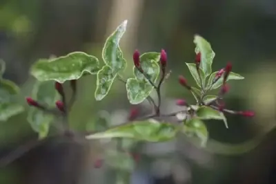 JASMINUM officinale affine