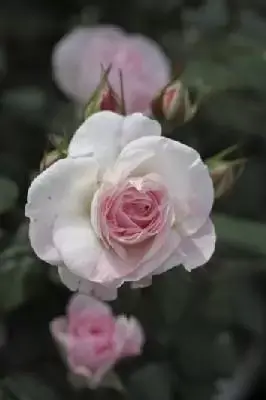 ROSA 'English Miss'