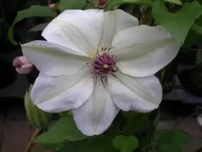 CLEMATIS 'Miss Bateman'