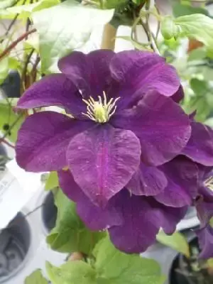 CLEMATIS 'Warszawska Nike' - image 1