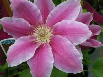 CLEMATIS 'Doctor Ruppel'