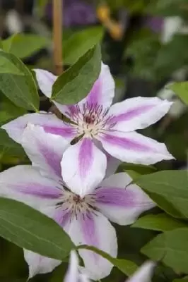 CLEMATIS 'Nelly Moser'