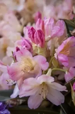RHODODENDRON 'Percy Wiseman'