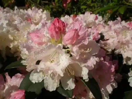 RHODODENDRON 'Dreamland'