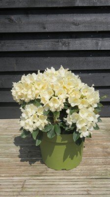 RHODODENDRON 'Golden Torch'