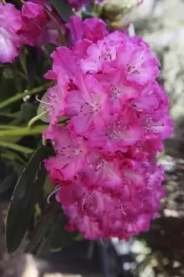 RHODODENDRON 'Germania'
