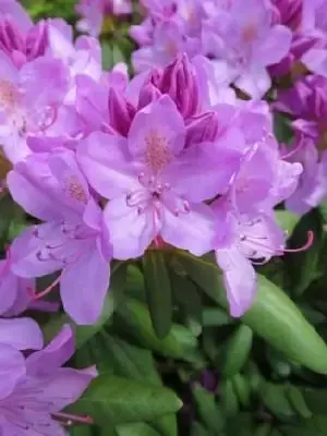 RHODODENDRON 'Roseum Elegans' - image 1
