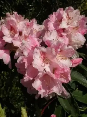 RHODODENDRON 'Albert Schweitzer'