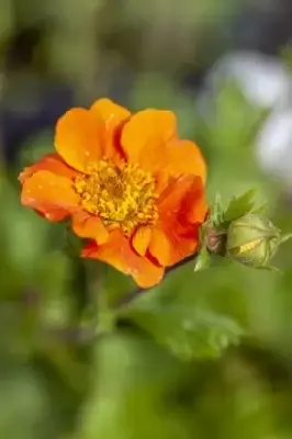 GEUM 'Borisii'