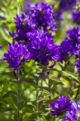 CAMPANULA glomerata 'Superba'