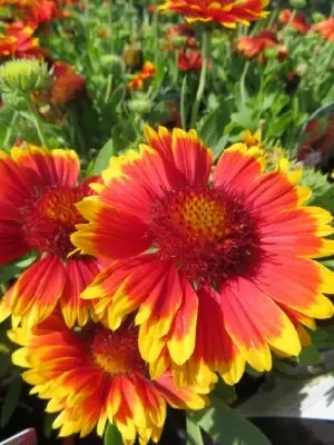 GAILLARDIA x grandiflora 'Kobold' - image 1